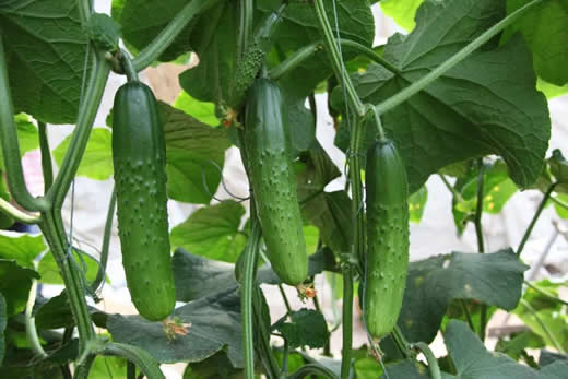  黄瓜中12种有机氯农药残留 气相色谱法同时测定 第1张